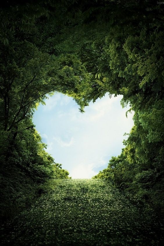 A heart shape cut out of bushes.
